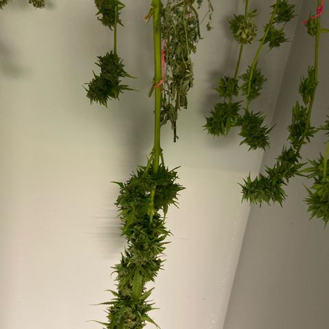 Amnesia Lemon growlog photo: Started sniping as it gets ready