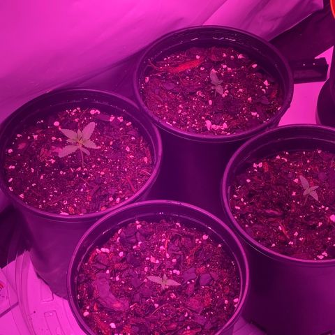Unknown strain growlog timeline photo