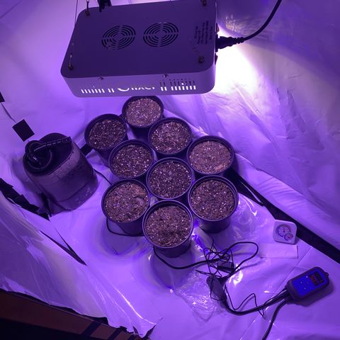 Unknown strain growlog timeline photo