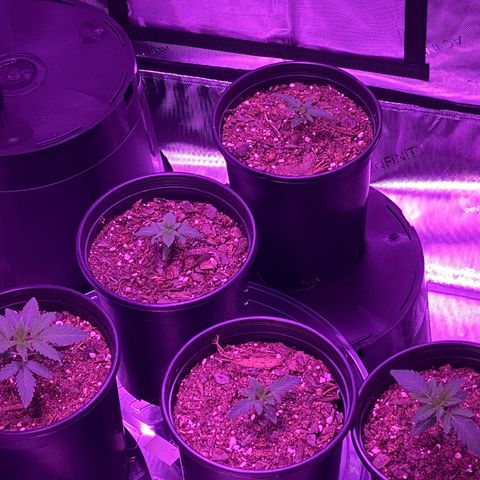 Unknown strain growlog timeline photo