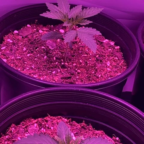 Unknown strain growlog photo: Plants are coming along nicely 4th nodes are forming I going to be topping with in the next few days I might start low stress training as well 