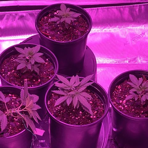 Unknown strain growlog timeline photo