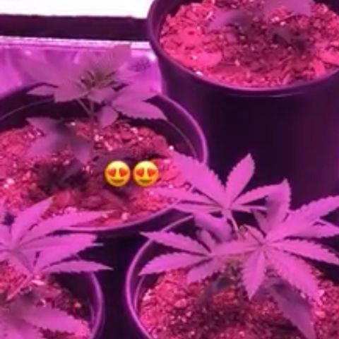 Unknown strain growlog timeline photo