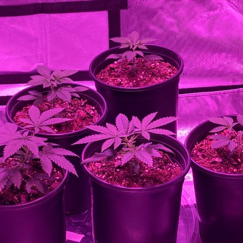 Unknown strain growlog timeline photo