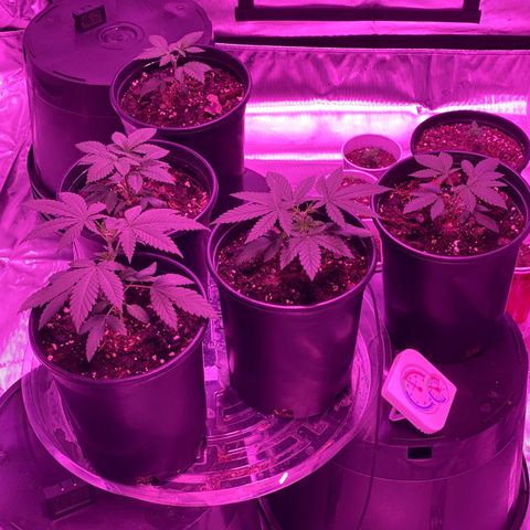 Unknown strain growlog timeline photo