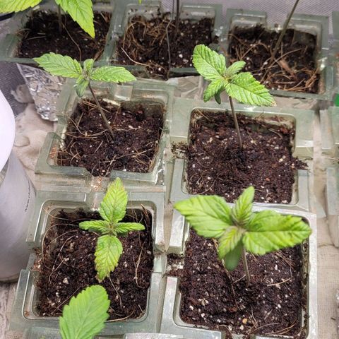 White Widow growlog timeline photo