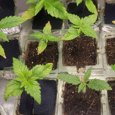 White Widow growlog timeline photo