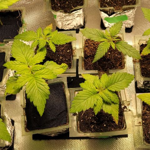 White Widow growlog timeline photo