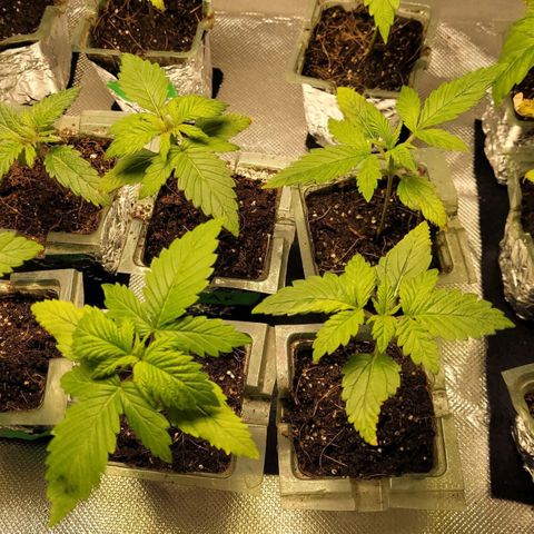 AK 47 growlog timeline photo