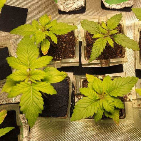 White Widow growlog timeline photo
