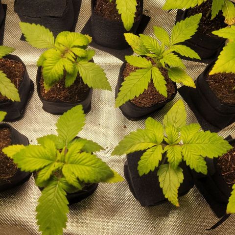 AK 47 growlog timeline photo