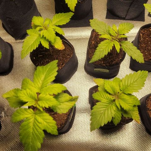 White Widow growlog timeline photo