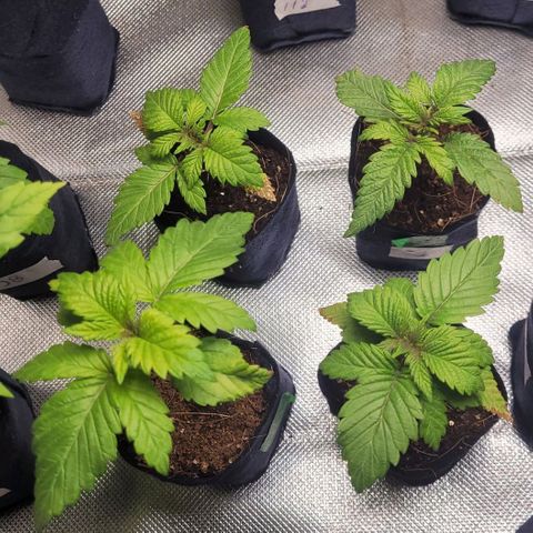 White Widow growlog timeline photo