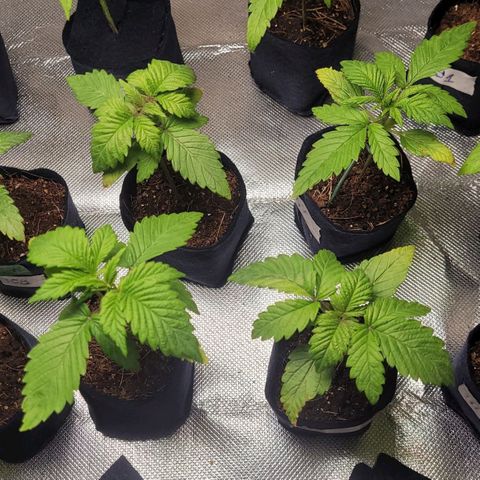 AK 47 growlog timeline photo