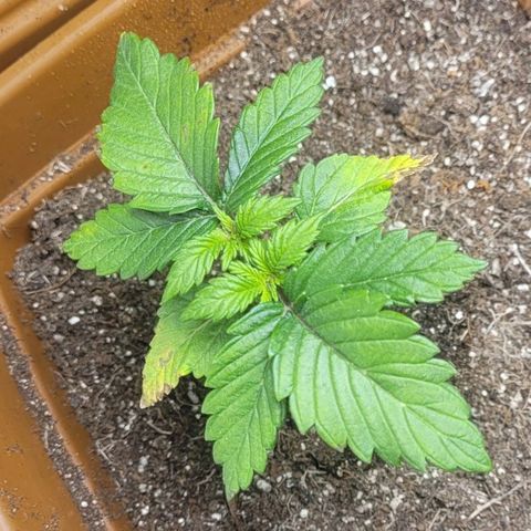 White Widow growlog timeline photo