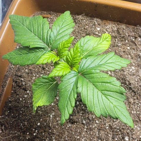 White Widow growlog timeline photo