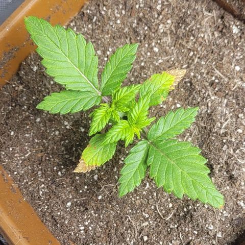 White Widow growlog timeline photo