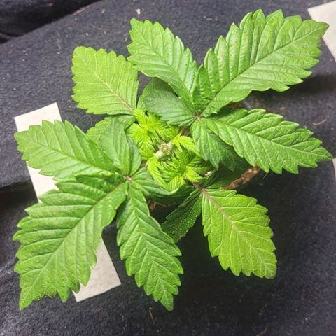 AK 47 growlog timeline photo