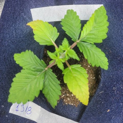 AK 47 growlog timeline photo