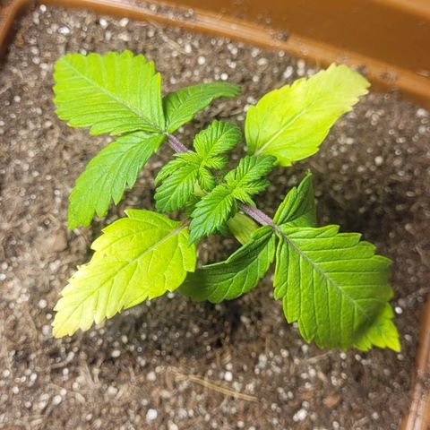 AK 47 growlog timeline photo