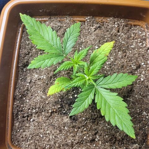 AK 47 growlog timeline photo