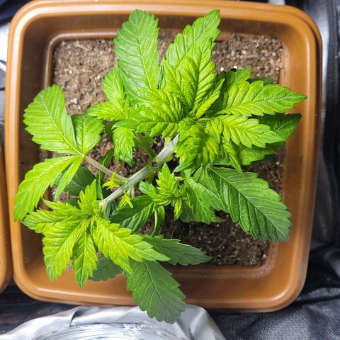White Widow growlog timeline photo