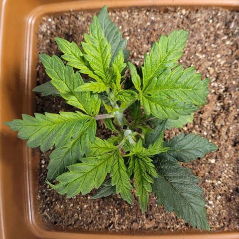White Widow growlog timeline photo