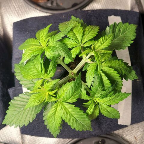 AK 47 growlog timeline photo