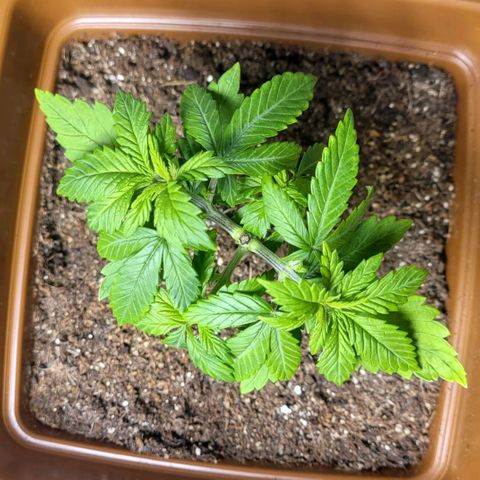 AK 47 growlog timeline photo