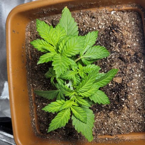 White Widow growlog timeline photo