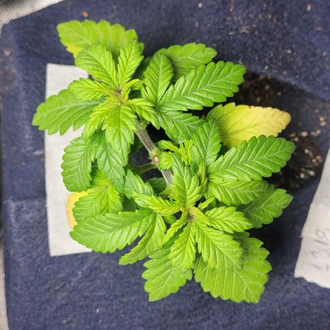 AK 47 growlog timeline photo