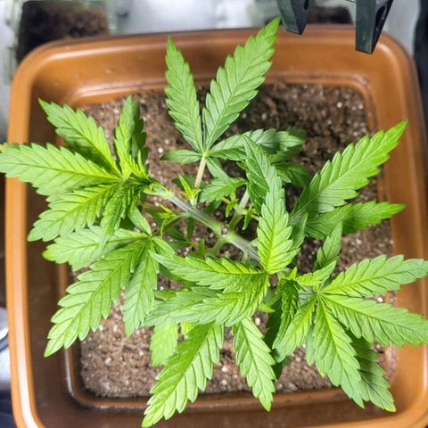 AK 47 growlog timeline photo