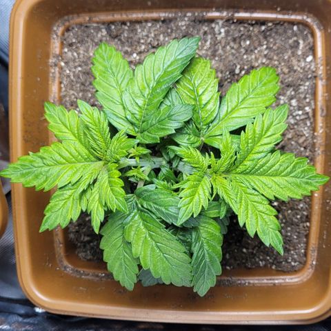 White Widow growlog timeline photo