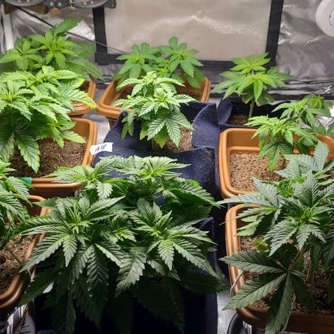 White Widow growlog timeline photo