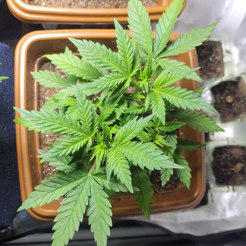 White Widow growlog timeline photo