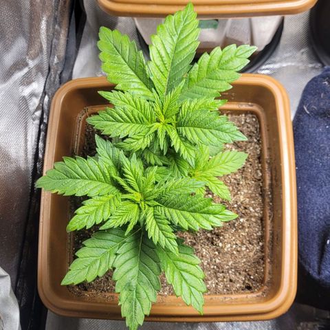 White Widow growlog timeline photo