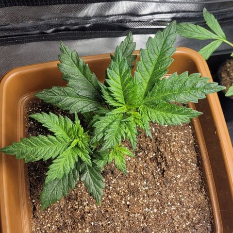 White Widow growlog timeline photo