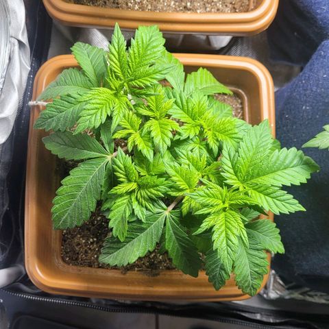 White Widow growlog timeline photo