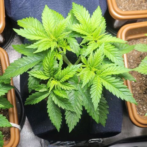 AK 47 growlog timeline photo