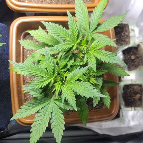 AK 47 growlog timeline photo
