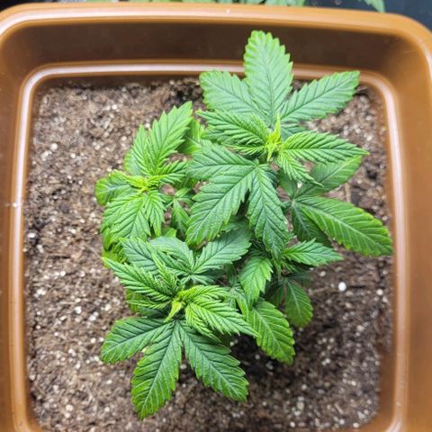 AK 47 growlog timeline photo