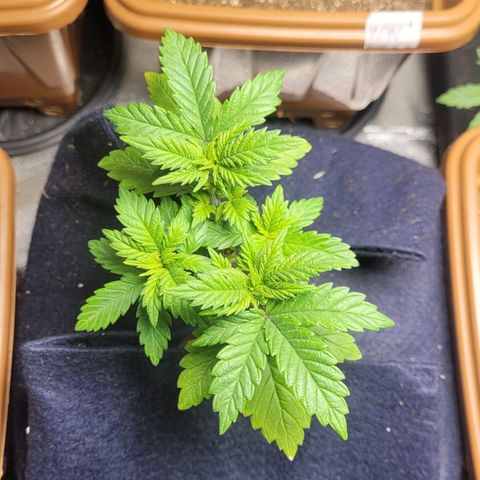 AK 47 growlog timeline photo