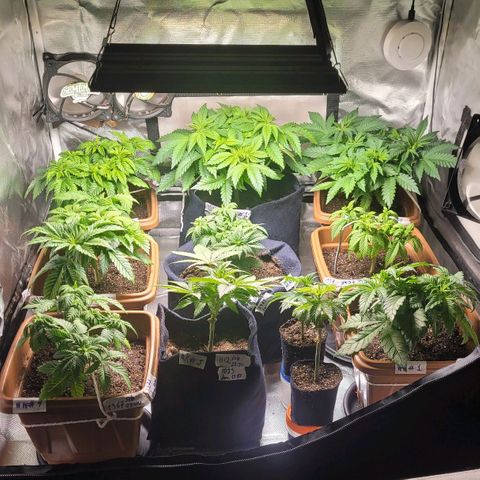White Widow growlog timeline photo