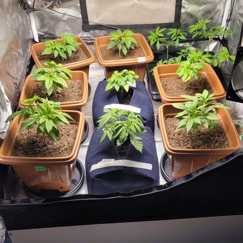 White Widow growlog timeline photo