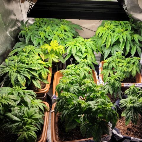 White Widow growlog timeline photo