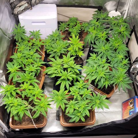 White Widow growlog timeline photo