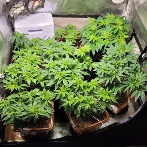 White Widow growlog timeline photo