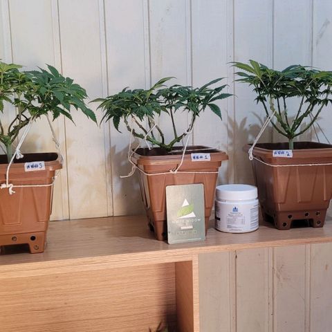 White Widow growlog timeline photo