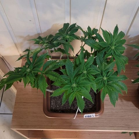 White Widow growlog timeline photo
