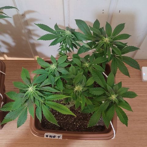 White Widow growlog timeline photo